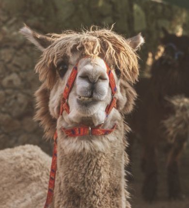 alpaca-gozo