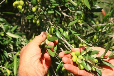 olive-traditions-gozo